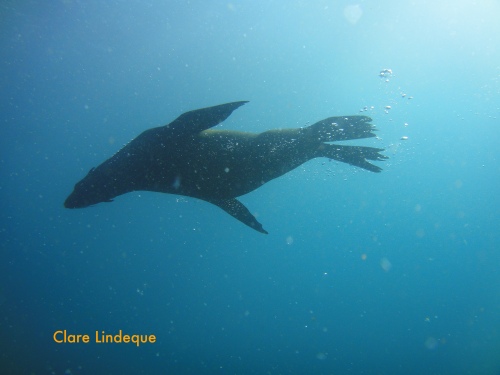 Cape fur seal silhouetted from below