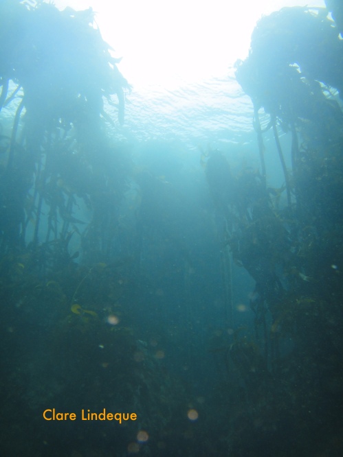 Top to bottom visibility in the kelp forest
