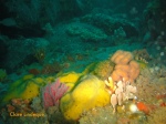 Sponges and soft corals at 35 metres