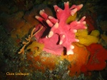 Sponge on the wreck site