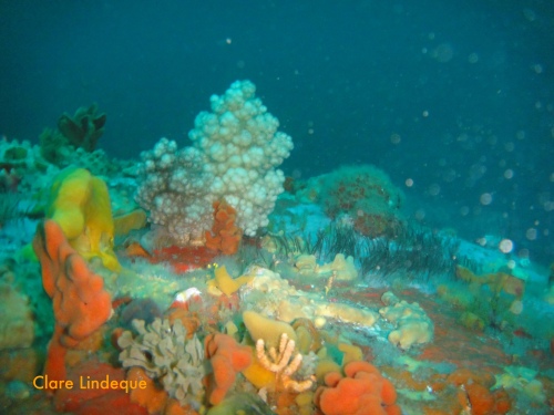 A torch reveals the colours of the soft corals all over the site