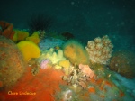Colourful sponges and corals