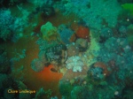 Sponges and soft corals on the SS Lusitania wreck site